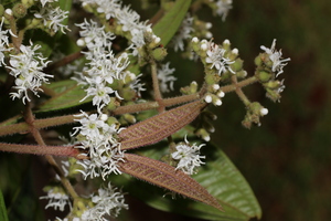 Miconia ibaguensis voucher:nz-9904